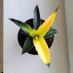 Sansevieria Star Canary / Sansewieria kanarkowa don. 12cm - obrazek 3