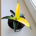 Sansevieria Star Canary / Sansewieria kanarkowa don. 12cm - obrazek 2