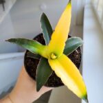 Sansevieria Star Canary / Sansewieria kanarkowa don. 12cm - obrazek 8