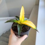 Sansevieria Star Canary / Sansewieria kanarkowa don. 12cm