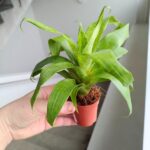Neoregelia / Vriesea Ospinae - obrazek 4