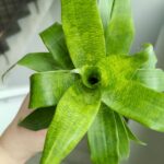 Neoregelia / Vriesea Ospinae - obrazek 3