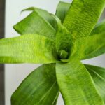 Neoregelia / Vriesea Ospinae - obrazek 6