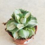 Agawa / Agave potatorum Ouhi - Raijin Variegata