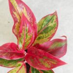 Aglaonema Crete Flame