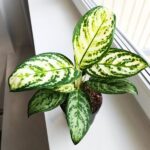 Aglaonema Minty Ice