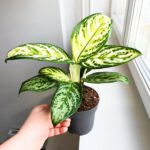 Aglaonema Minty Ice - obrazek 6