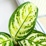 Aglaonema Minty Ice - obrazek 5