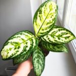 Aglaonema Minty Ice - obrazek 4