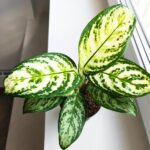 Aglaonema Minty Ice - obrazek 3
