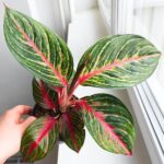 Aglaonema Olive Red