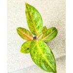 Aglaonema Peppermint Pink - obrazek 8
