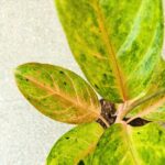Aglaonema Peppermint Pink - obrazek 4