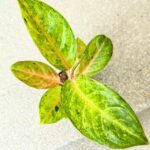 Aglaonema Peppermint Pink