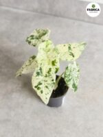 Alokazja / Alocasia Camouflage