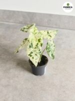 Alokazja / Alocasia Camouflage - obrazek 4