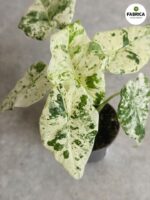 Alokazja / Alocasia Camouflage - obrazek 3