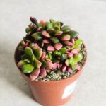 Anacampseros SUNRISE M