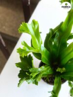 Asplenium LESLIE / "Ptasie gniazdo" - Japońska paproć - obrazek 4