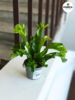 Asplenium LESLIE / "Ptasie gniazdo" - Japońska paproć