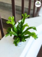 Asplenium LESLIE / "Ptasie gniazdo" - Japońska paproć - obrazek 3