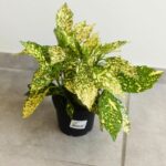 Aucuba Japonica Variegata