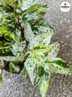 Pellionia Repens Variegata - Begonia Arbuzowa - obrazek 6