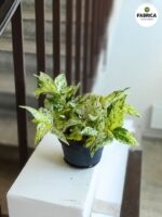 Pellionia Repens Variegata - Begonia Arbuzowa - obrazek 2