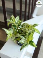 Pellionia Repens Variegata - Begonia Arbuzowa - obrazek 3
