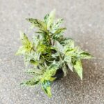 Pellionia Repens Variegata - Begonia Arbuzowa