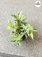 Pellionia Repens Variegata - Begonia Arbuzowa