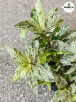 Pellionia Repens Variegata - Begonia Arbuzowa - obrazek 5