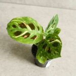 Calathea / Kalatea Cintho Variegata