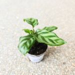 Calathea / Kalatea Freddie Mirabilis - obrazek 4