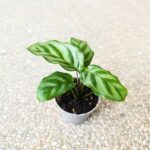 Calathea / Kalatea Freddie Mirabilis - obrazek 9