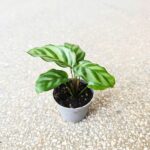 Calathea / Kalatea Freddie Mirabilis - obrazek 8