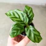 Calathea / Kalatea Freddie Mirabilis - obrazek 7