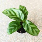 Calathea / Kalatea Freddie Mirabilis - obrazek 6