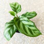 Calathea / Kalatea Freddie Mirabilis