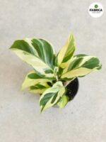 Calathea / Kalatea Yellow Miracle - obrazek 2