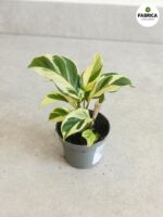 Calathea / Kalatea Yellow Miracle - obrazek 4