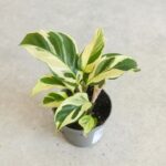 Calathea / Kalatea Yellow Miracle