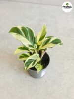 Calathea / Kalatea Yellow Miracle