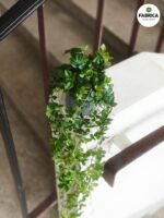 Cissus striata / Cissus pasiasty - obrazek 11