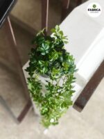 Cissus striata / Cissus pasiasty - obrazek 6
