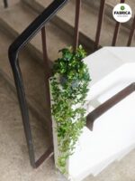 Cissus striata / Cissus pasiasty - obrazek 4