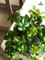 Cissus striata / Cissus pasiasty - obrazek 12