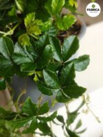 Cissus striata / Cissus pasiasty - obrazek 13