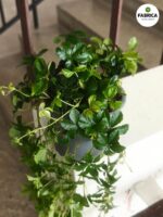 Cissus striata / Cissus pasiasty - obrazek 14