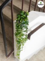 Cissus striata / Cissus pasiasty - obrazek 15